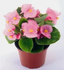 Begonia