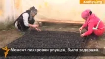 Сариагаш. Земля – головна годувальниця. ВІДЕО земля