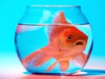 5 найбільших домашніх вихованців у світі світі