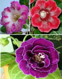 Домашня глоксинія. Фото сортів, вирощування та догляд фото