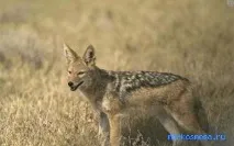 Шакав у сонниках сонниках