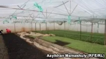 Сариагаш. Земля – головна годувальниця. ВІДЕО головна