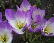 colchicum