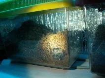 Brachypelma albopilosum albopilosum