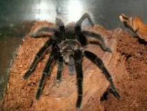 Brachypelma albopilosum albopilosum