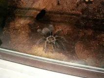 Brachypelma albopilosum його