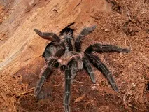 Brachypelma albopilosum його