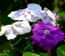 Brunfelsia GRANDIFLORA або Брунфельсія Крупноквіткова (насіння) brunfelsia