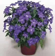 Brunfelsia GRANDIFLORA або Брунфельсія Крупноквіткова (насіння) брунфельсія