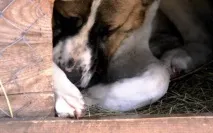 Підстилка для вольєру вольєру