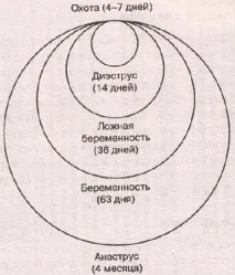 репродуктивна