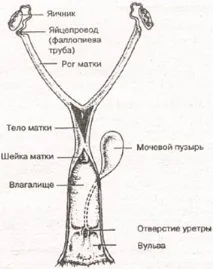 система