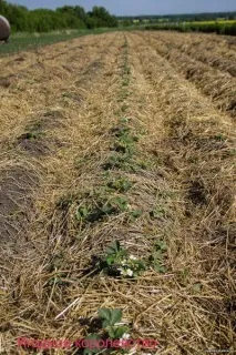 Підготовка суниці садової до зими - Все про суниці садові (полуниці), посадка, сорти, суниці