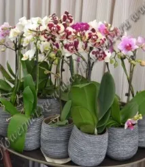 Ce trebuie să știți despre plantele de interior - un articol informativ de la studioul floral