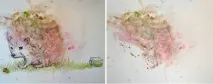 малюнки