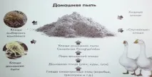 Dyson алергії - бій! Події події
