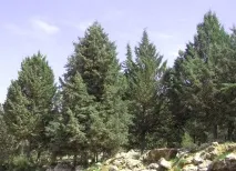 кипарису