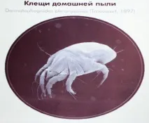 Dyson алергії - бій! Події Dyson