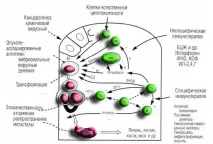 Ефективна діагностика раку Онкомаркери онкомаркери