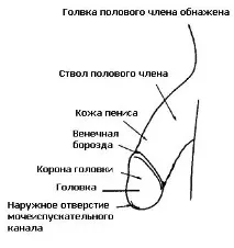 статевого