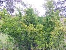 Де росте дереза звичайна в Україні та у світі дереза