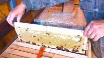 Головний медозбір – умови збільшення медозбору медозбір