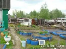 Голландські троянди на північній дачі північній