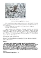 Дослідницька робота - Зимове чаклунство на чаклунство