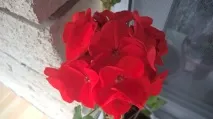 Які підлоги повинні бути в корівнику Як їх правильно зробити повинні
