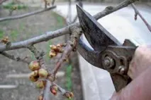Як і коли садити повстяну вишню наші поради та рекомендації вишню