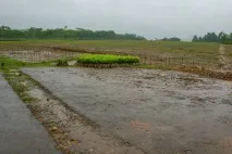 Як роблять гранульований чай в Індії, МІКС листя