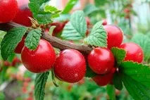 Як і коли садити повстяну вишню наші поради та рекомендації наші