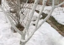 Як і коли садити повстяну вишню наші поради та рекомендації повстяну