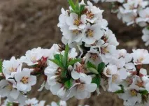 Як і коли садити повстяну вишню наші поради та рекомендації вишню