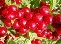 Як і коли садити повстяну вишню наші поради та рекомендації наші