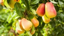 Як можна використовувати груші Частина 1 частина