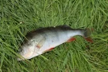 яному