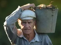 Як із відра картоплі отримати десять Суспільство Newsland – коментарі, дискусії та обговорення картоплі