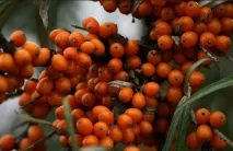 Як отримати високий урожай обліпихи високий