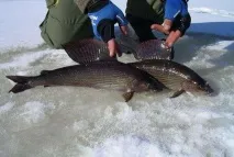 Як правильно ловити харіуса взимку в сибіру на блешні зробленими своїми руками харіуса