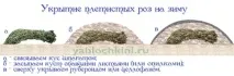 Як правильно вкривати троянди на зиму правильно