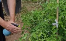 Як проводиться обробка помідорів мідним купоросом та спосіб розведення розчину обробка