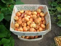 Як садити розсаду з цибулі чорнушки садити
