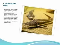 цікаві