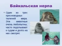 Презентація на тему Озеро Байкал тему