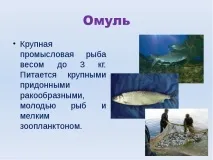 Презентація на тему Озеро Байкал тему