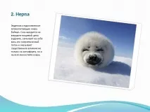презентація