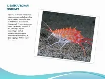 байкал