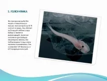презентація