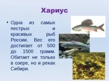Презентація на тему Озеро Байкал тему